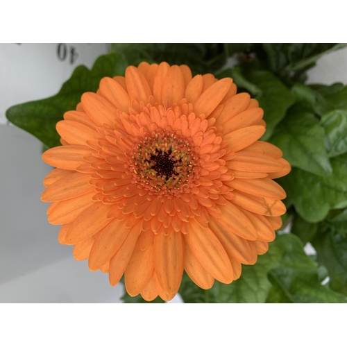 45 - TWO EXTRA LARGE GERBERA YELLOW AND ORANGE PATIO PLANTS IN 3 LTR POTS APPROX 50-70CM IN HEIGHT PLUS V... 