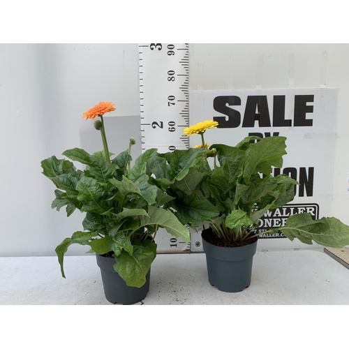 45 - TWO EXTRA LARGE GERBERA YELLOW AND ORANGE PATIO PLANTS IN 3 LTR POTS APPROX 50-70CM IN HEIGHT PLUS V... 