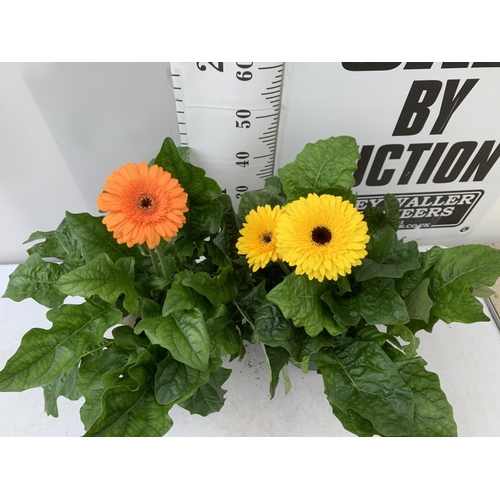 45 - TWO EXTRA LARGE GERBERA YELLOW AND ORANGE PATIO PLANTS IN 3 LTR POTS APPROX 50-70CM IN HEIGHT PLUS V... 