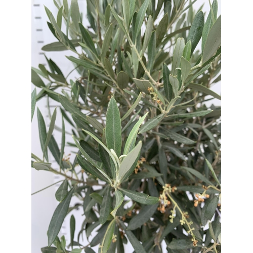 46 - TWO OLIVE EUROPEA STANDARD TREES APPROX 130CM IN HEIGHT IN 4 LTR POTS NO VAT TO BE SOLD FOR THE TWO