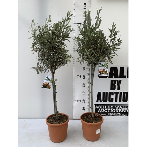 46 - TWO OLIVE EUROPEA STANDARD TREES APPROX 130CM IN HEIGHT IN 4 LTR POTS NO VAT TO BE SOLD FOR THE TWO