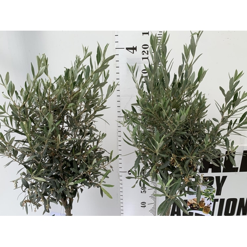 46 - TWO OLIVE EUROPEA STANDARD TREES APPROX 130CM IN HEIGHT IN 4 LTR POTS NO VAT TO BE SOLD FOR THE TWO