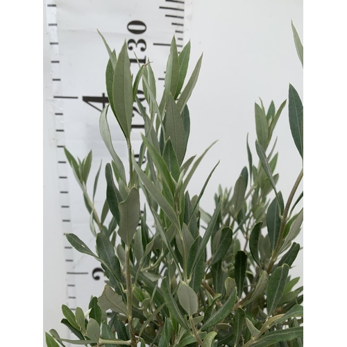 46 - TWO OLIVE EUROPEA STANDARD TREES APPROX 130CM IN HEIGHT IN 4 LTR POTS NO VAT TO BE SOLD FOR THE TWO