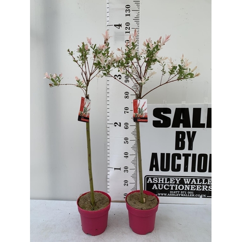 49 - TWO STANDARD SALIX INTEGRA 'FLAMINGO' APPROX 120CM IN HEIGHT IN 3 LTR POTS PLUS VAT TO BE SOLD FOR T... 