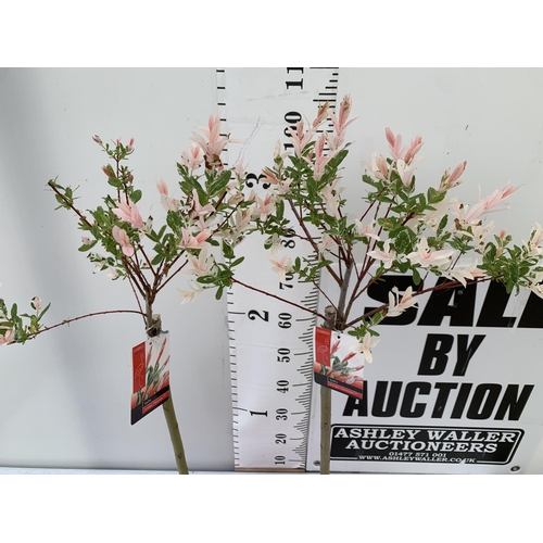 49 - TWO STANDARD SALIX INTEGRA 'FLAMINGO' APPROX 120CM IN HEIGHT IN 3 LTR POTS PLUS VAT TO BE SOLD FOR T... 