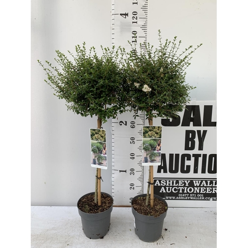 57 - TWO LIGUSTRUM DELAVAYANUM STANDARD TREES APPROX 1 METRE IN HEIGHT IN 3LTR POTS PLUS VAT TO BE SOLD F... 