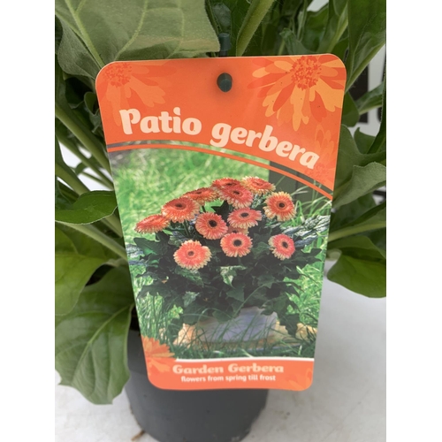 64 - TWO EXTRA LARGE GERBERA PINK/YELLOW AND ORANGE PATIO PLANTS IN 3 LTR POTS APPROX 70CM IN HEIGHT PLUS... 