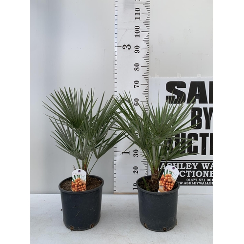 67 - TWO CHAMAEROPS HUMILIS HARDY IN 3 LTR POTS APPROX 65CM IN HEIGHT PLUS VAT TO BE SOLD FOR THE TWO