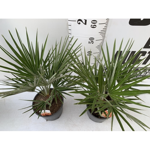 67 - TWO CHAMAEROPS HUMILIS HARDY IN 3 LTR POTS APPROX 65CM IN HEIGHT PLUS VAT TO BE SOLD FOR THE TWO