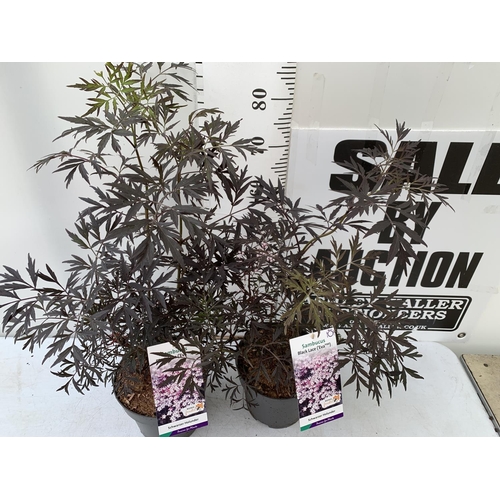 72 - TWO SAMBUCUS NIGRA BLACK LACE 'EVA' IN 5 LTR POTS APPROX 90CM IN HEIGHT PLUS VAT TO BE SOLD FOR THE ... 