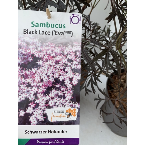 72 - TWO SAMBUCUS NIGRA BLACK LACE 'EVA' IN 5 LTR POTS APPROX 90CM IN HEIGHT PLUS VAT TO BE SOLD FOR THE ... 