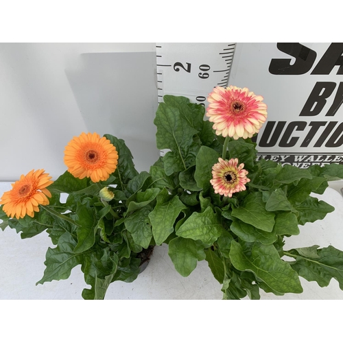 82 - TWO EXTRA LARGE GERBERA PINK/YELLOW AND ORANGE PATIO PLANTS IN 3 LTR POTS APPROX 70CM IN HEIGHT PLUS... 