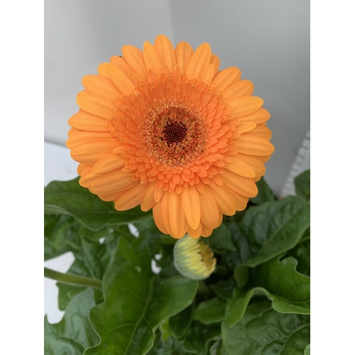 82 - TWO EXTRA LARGE GERBERA PINK/YELLOW AND ORANGE PATIO PLANTS IN 3 LTR POTS APPROX 70CM IN HEIGHT PLUS... 