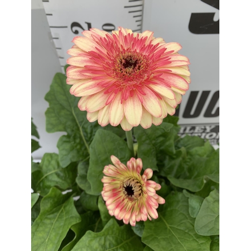 82 - TWO EXTRA LARGE GERBERA PINK/YELLOW AND ORANGE PATIO PLANTS IN 3 LTR POTS APPROX 70CM IN HEIGHT PLUS... 