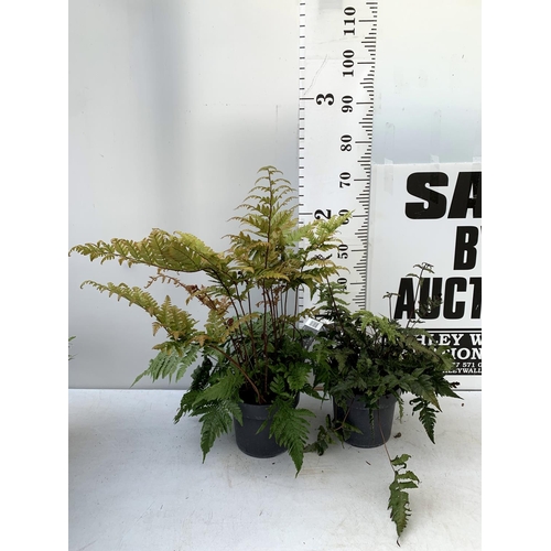 83 - TWO LARGE ELEGRASS FERNS POLYSTICHUM AND ANISOCAMPIUM SHEARERI  IN 3 LTR POTS 30-60CM TALL TO BE SOL... 