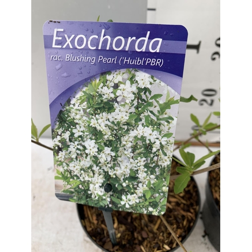 84 - TWO EXOCHORDA BLUSHING PEARL IN 2 LTR POTS 40CM TALL PLUS VAT TO BE SOLD FOR THE TWO