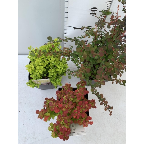 88 - THREE ASSORTED BERBERIS THUNBERGII 'HARLEQUIN, TINY GOLD AND RUBY STAR' IN 2 LTR POTS PLUS VAT APPRO... 