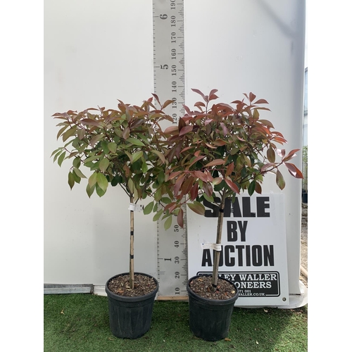 90 - A PAIR OF STANDARD PHOTINIA FRASERI RED ROBIN TREES 130CM TALL IN A 10 LTR POT TO BE SOLD FOR THE PA... 