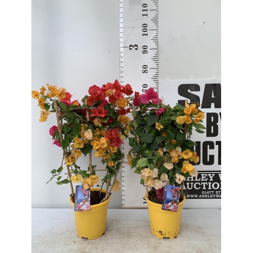 93 - TWO BOUGAINVILLEA DANIA DEEP PINK AND ORANGE MIX ON A TRELLIS, 2 LTR POTS HEIGHT 70CM. PATIO READY T... 