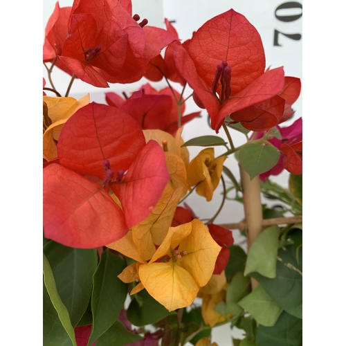 93 - TWO BOUGAINVILLEA DANIA DEEP PINK AND ORANGE MIX ON A TRELLIS, 2 LTR POTS HEIGHT 70CM. PATIO READY T... 