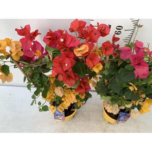 93 - TWO BOUGAINVILLEA DANIA DEEP PINK AND ORANGE MIX ON A TRELLIS, 2 LTR POTS HEIGHT 70CM. PATIO READY T... 