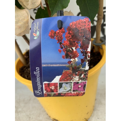 93 - TWO BOUGAINVILLEA DANIA DEEP PINK AND ORANGE MIX ON A TRELLIS, 2 LTR POTS HEIGHT 70CM. PATIO READY T... 