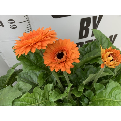 109 - TWO EXTRA LARGE GERBERA PINK/ YELLOW AND ORANGE PATIO PLANTS IN 3 LTR POTS APPROX 60-70CM IN HEIGHT ... 