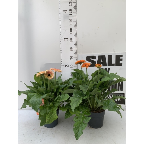 109 - TWO EXTRA LARGE GERBERA PINK/ YELLOW AND ORANGE PATIO PLANTS IN 3 LTR POTS APPROX 60-70CM IN HEIGHT ... 