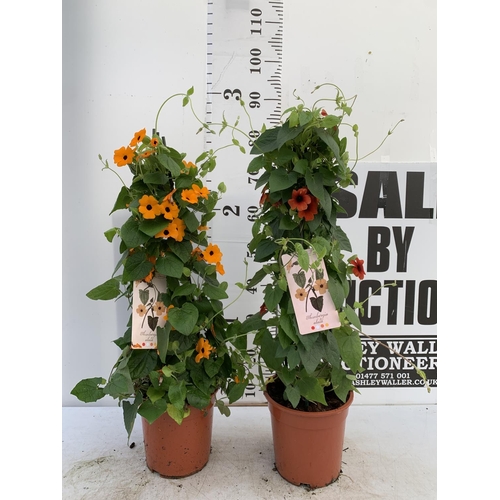 110 - TWO BLACK-EYED SUSAN THUNBERGIA ALATA DEEP ORANGE IN 3 LTR POTS APPROX 80CM IN HEIGHT PLUS VAT TO BE... 