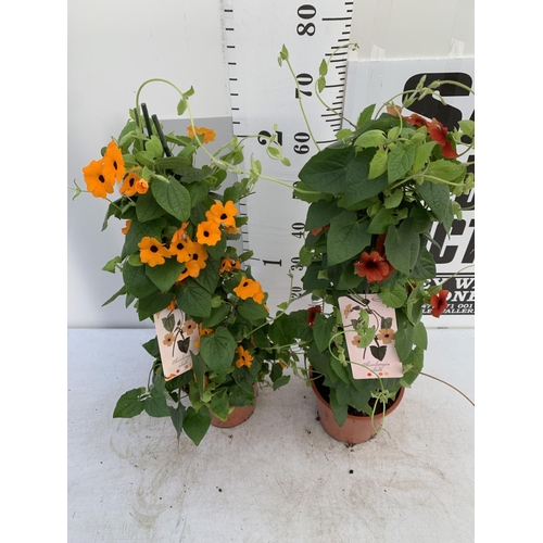 110 - TWO BLACK-EYED SUSAN THUNBERGIA ALATA DEEP ORANGE IN 3 LTR POTS APPROX 80CM IN HEIGHT PLUS VAT TO BE... 