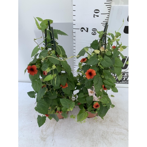 111 - TWO BLACK-EYED SUSAN THUNBERGIA ALATA DEEP ORANGE IN 3 LTR POTS APPROX 80CM IN HEIGHT PLUS VAT TO BE... 