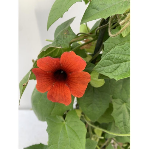 111 - TWO BLACK-EYED SUSAN THUNBERGIA ALATA DEEP ORANGE IN 3 LTR POTS APPROX 80CM IN HEIGHT PLUS VAT TO BE... 