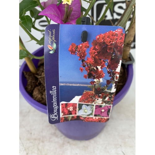 119 - TWO BOUGAINVILLEA DANIA PURPLE ON A TRELLIS, 2 LTR POTS HEIGHT 70CM. PATIO READY TO BE SOLD FOR THE ... 