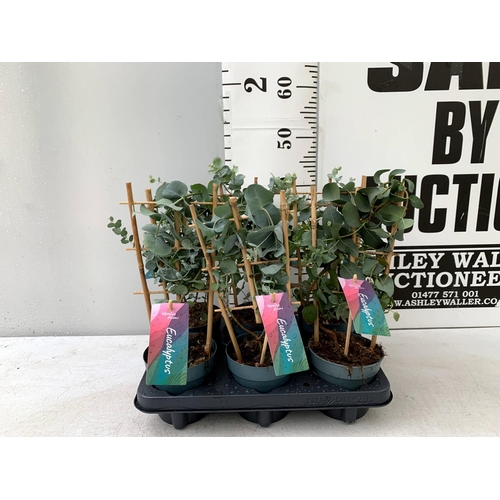 122 - SIX EUCALYPTUS CINEREA 'SILVER DOLLAR' ON A FRAME IN 1 LITRE POTS ON A TRAY APPROX 40CM IN HEIGHT WI... 