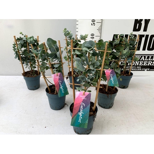 122 - SIX EUCALYPTUS CINEREA 'SILVER DOLLAR' ON A FRAME IN 1 LITRE POTS ON A TRAY APPROX 40CM IN HEIGHT WI... 