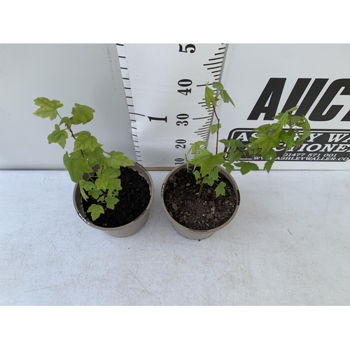 126 - TWO SWEET GUM LIQUID AMBAR STYRACIFLUA TREES APPROX 50CM IN HEIGHT IN 3LTR POTS PLUS VAT TO BE SOLD ... 