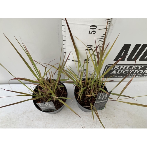 137 - TWO HARDY ORNAMENTAL GRASSES 'PANICUM SQUAW' IN 3 LTR POTS APPROX 50CM IN HEIGHT PLUS VAT TO BE SOLD... 