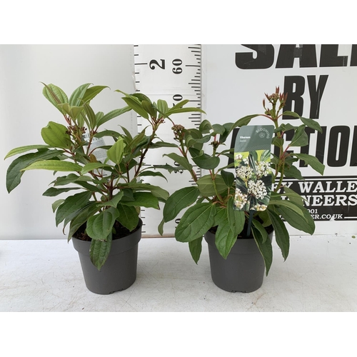 141 - TWO VIBURNUM 'DAVIDII' IN 2 LTR POTS APPROX 50CM IN HEIGHT TO BE SOLD FOR THE TWO PLUS VAT