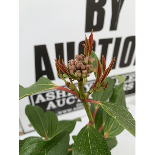 141 - TWO VIBURNUM 'DAVIDII' IN 2 LTR POTS APPROX 50CM IN HEIGHT TO BE SOLD FOR THE TWO PLUS VAT