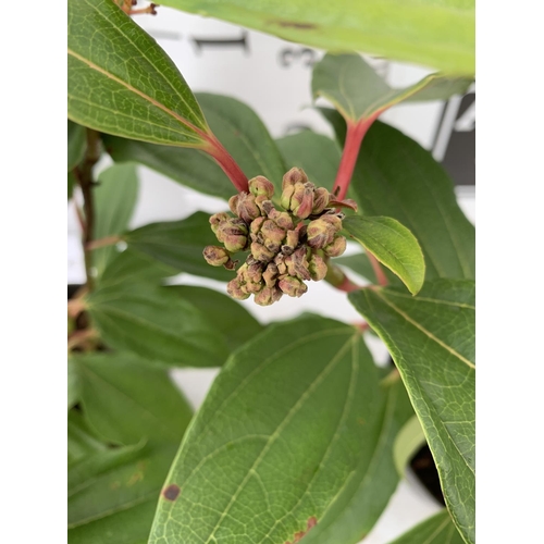 141 - TWO VIBURNUM 'DAVIDII' IN 2 LTR POTS APPROX 50CM IN HEIGHT TO BE SOLD FOR THE TWO PLUS VAT