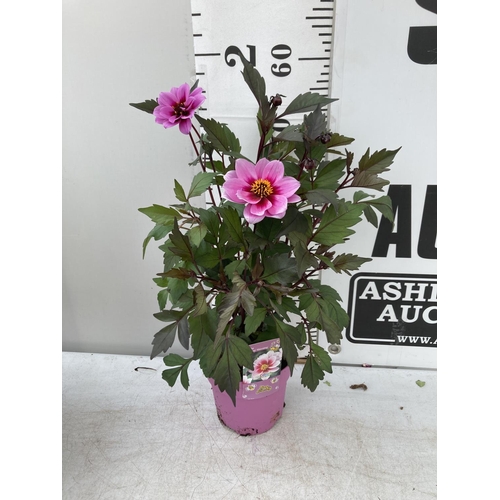 147 - SIX DAHLIA DREAMY MORNING IN 1.5 LTR POTS 50-60CM TALL TO BE SOLD FOR THE SIX PLUS VAT