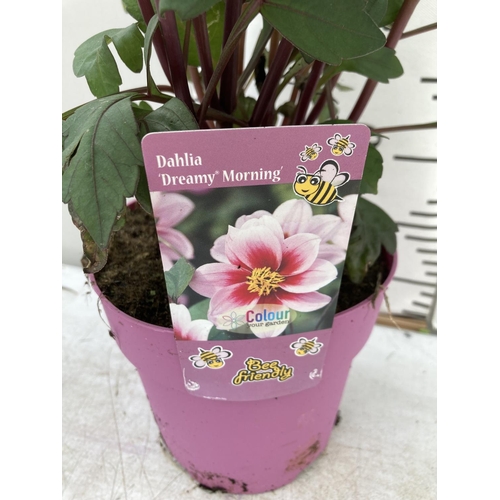 147 - SIX DAHLIA DREAMY MORNING IN 1.5 LTR POTS 50-60CM TALL TO BE SOLD FOR THE SIX PLUS VAT