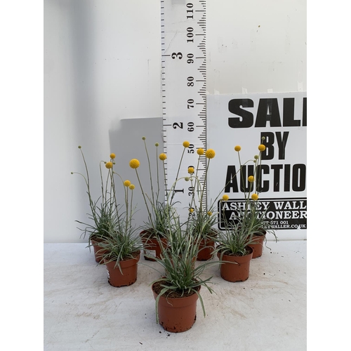 148 - EIGHT CRASPEDIA GLOBOSA YELLOW GOLF BEAUTY IN 1 LTR POTS ON A TRAY APPROX  50-60CM IN HEIGHT PLUS VA... 