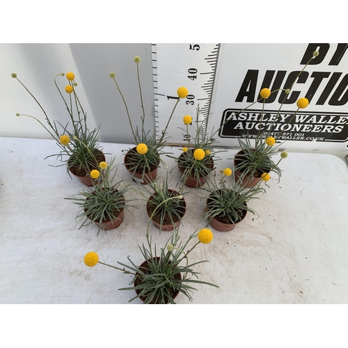 148 - EIGHT CRASPEDIA GLOBOSA YELLOW GOLF BEAUTY IN 1 LTR POTS ON A TRAY APPROX  50-60CM IN HEIGHT PLUS VA... 