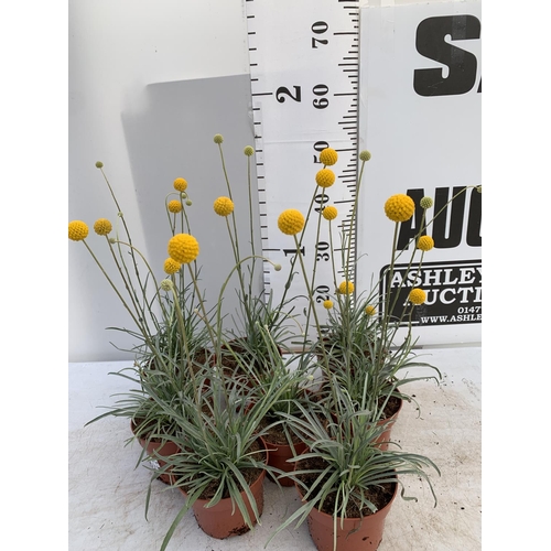 148 - EIGHT CRASPEDIA GLOBOSA YELLOW GOLF BEAUTY IN 1 LTR POTS ON A TRAY APPROX  50-60CM IN HEIGHT PLUS VA... 