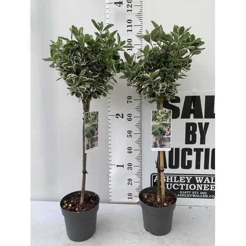 156 - TWO STANDARD EUONYMUS JAPONICUS 'KATHY' IN 3 LTR POTS APPROX 110CM IN HEIGHT PLUS VAT TO BE SOLD FOR... 