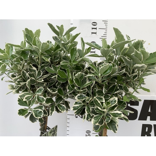 156 - TWO STANDARD EUONYMUS JAPONICUS 'KATHY' IN 3 LTR POTS APPROX 110CM IN HEIGHT PLUS VAT TO BE SOLD FOR... 