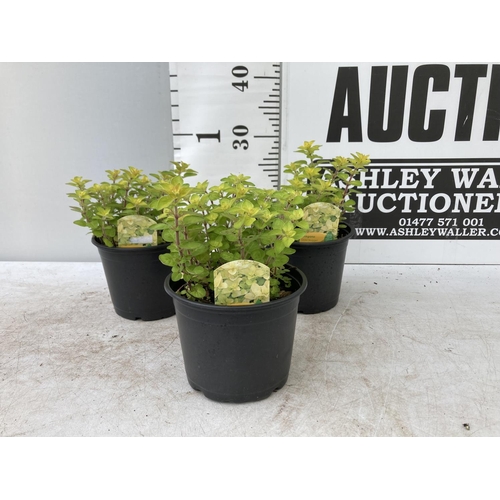 159 - THREE OREGANO 'GOLD NUGGET' IN 1 LTR POTS APPROX 30CM IN HEIGHT NO VAT TO BE SOLD FOR THE THREE