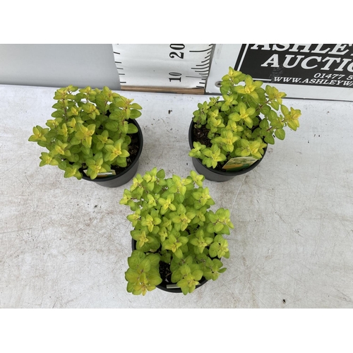 159 - THREE OREGANO 'GOLD NUGGET' IN 1 LTR POTS APPROX 30CM IN HEIGHT NO VAT TO BE SOLD FOR THE THREE