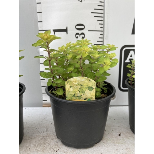 159 - THREE OREGANO 'GOLD NUGGET' IN 1 LTR POTS APPROX 30CM IN HEIGHT NO VAT TO BE SOLD FOR THE THREE